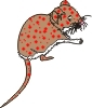 Measly Mouse